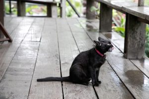 あひるなんちゃら関村個人企画 in 福岡『猫は地球を見て美しいと思わないよ』と『ラグランジュブランチ』